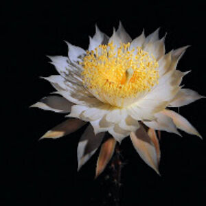 kristiinamanniste_1 avatar