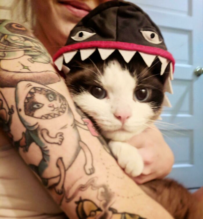Person holding a cat wearing a shark hat, showing a sleeve of wholesome tattoos with meaningful cat and shark designs. Person holding a cat wearing a shark hat, showing a sleeve of wholesome tattoos with meaningful cat and shark designs.