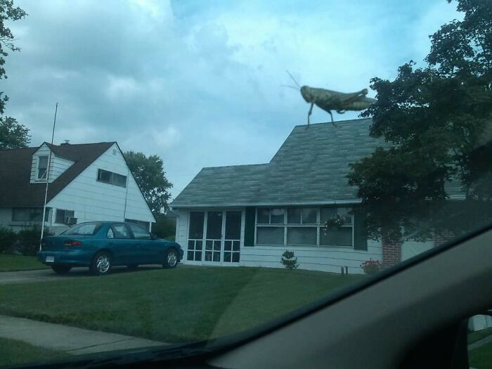 Large grasshopper on car windshield creates a confusing photo that tricks the brain with size perception.