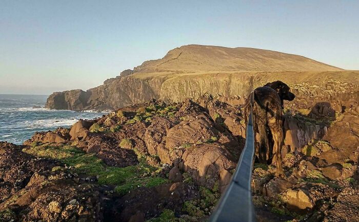 Dog standing on rocky coastline with ocean waves and hills in the background, a confusing photo to catch up.