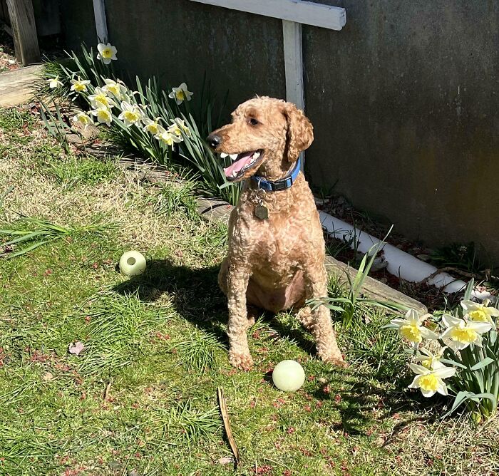 Curly dog sitting among daffodils with two tennis balls on grass, a photo so confusing your brain might need a moment.