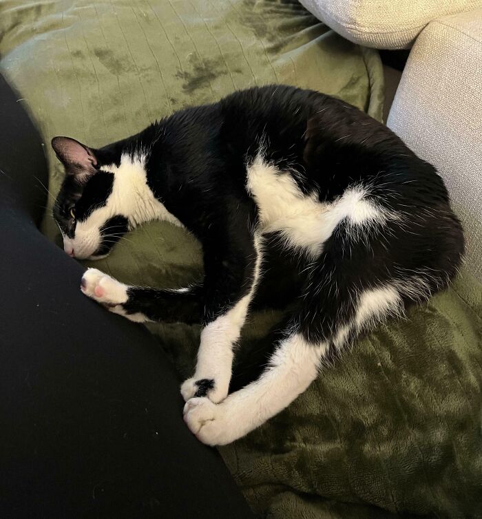 Black and white cat curled up on green blanket next to beige couch in a confusing pose that may puzzle your brain.