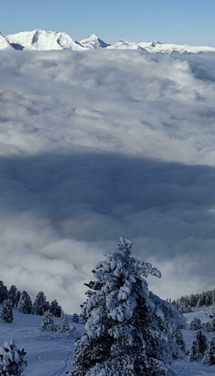 Snow-covered tree and misty mountains creating a confusing photo that challenges your brain to catch up quickly