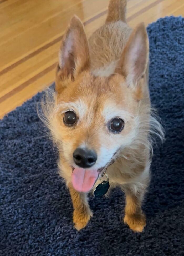 Small happy dog recently adopted into a furever home standing on a blue rug with tongue out and bright eyes.