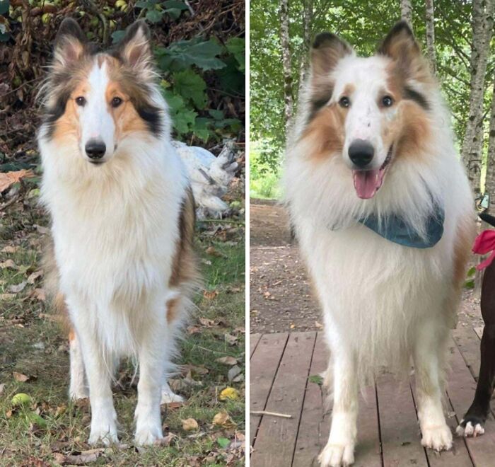 Two adorable recently adopted pets standing outside in nature, showcasing happy and healthy furever homes.