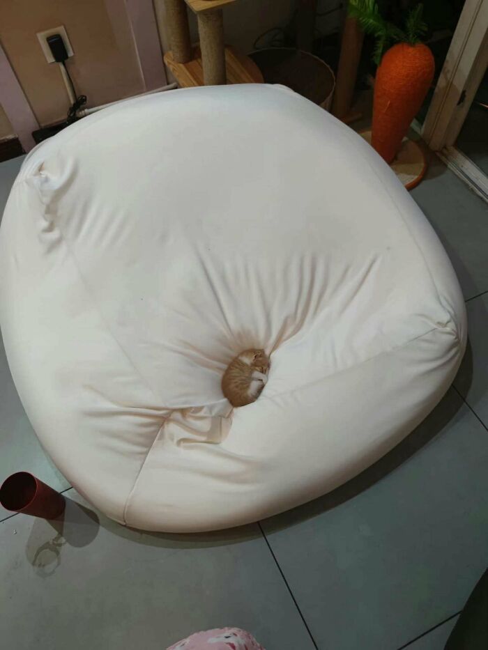 Tiny cat curled up sleeping in the center of a large white bean bag in a spacious room setting.