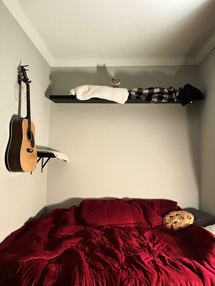 Small cat resting on a high shelf in a big room with a guitar on the wall and a red bedspread below.
