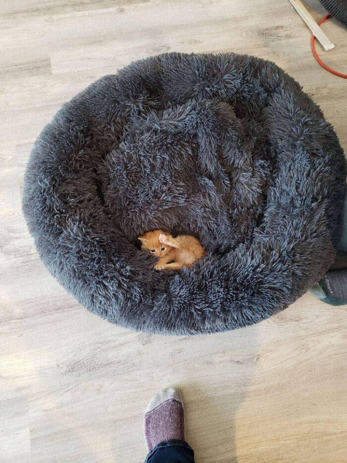 Tiny cat curled up in a large fluffy gray bed on a wooden floor, showcasing contrast of tiny cats in big spaces.