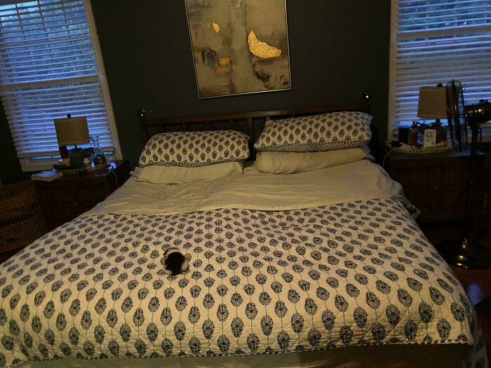 Tiny cat curled up on a large patterned bedspread in a cozy bedroom with soft lighting and framed artwork.