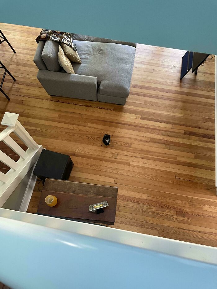 Tiny cat sitting alone on large wooden floor in a spacious living room with gray couch and coffee table nearby.
