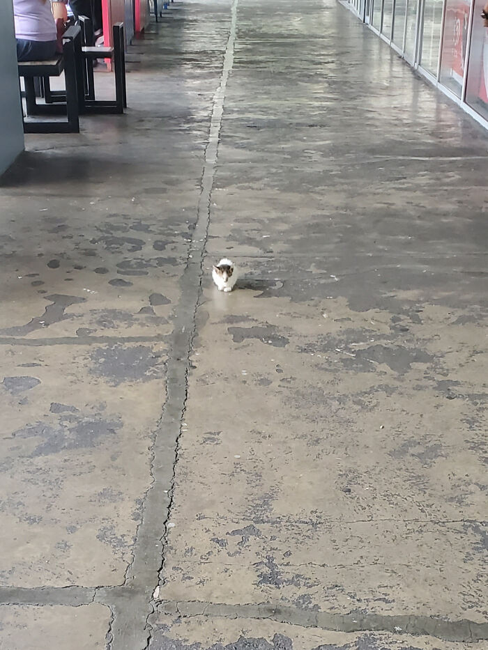 Tiny cat walking alone on a vast concrete floor in a large open space, highlighting small cats in big spaces.