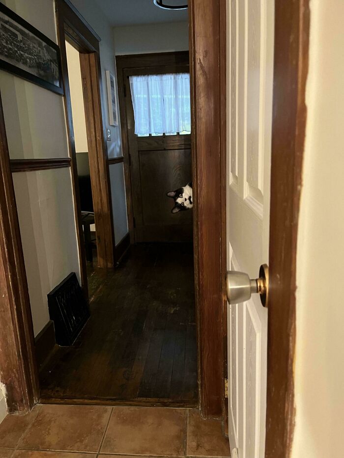 Small black and white cat peeking from behind a door in a large dim hallway, showing tiny cats in big spaces.