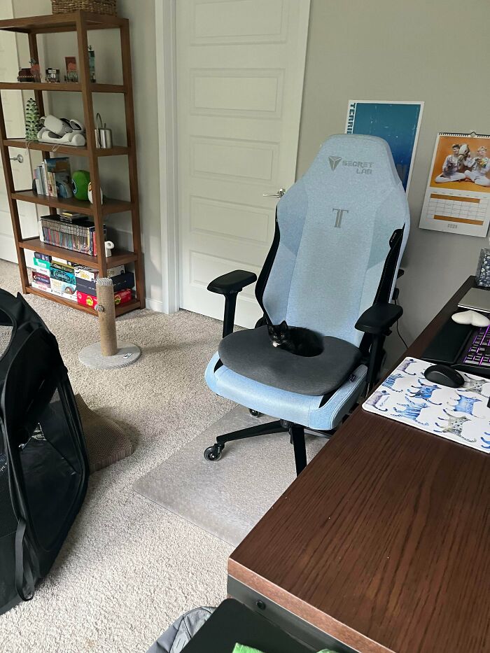 Tiny cat resting on a chair in a spacious home office with shelves, desk, and cat scratching post nearby.