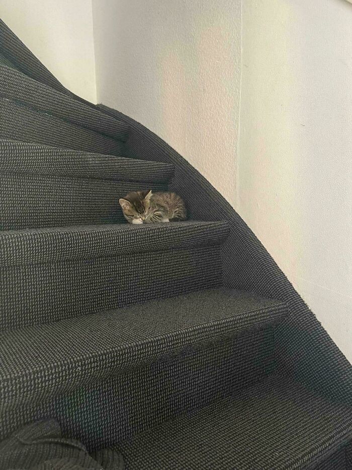 Tiny cat curled up and sleeping on a large carpeted staircase in a spacious indoor setting.