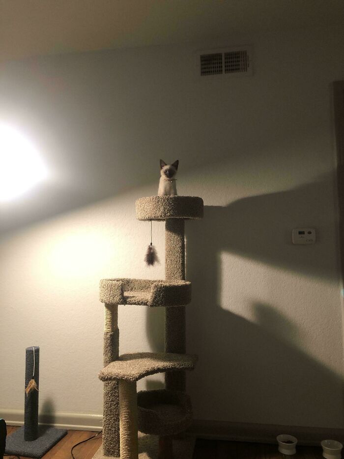 Tiny cat perched on top of a tall cat tree in a large, dimly lit room with shadows on the wall.