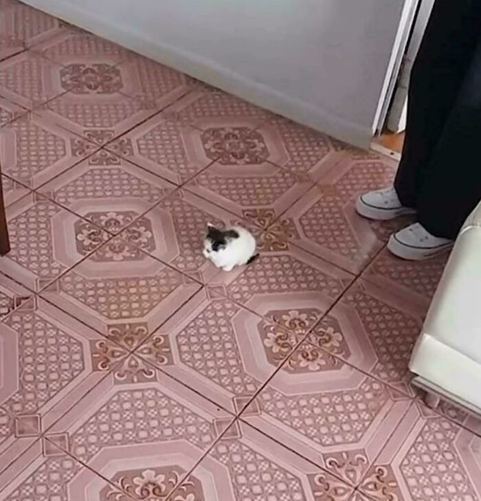 Tiny cat sitting on patterned tile floor in a large space, highlighting the contrast of tiny cats in big spaces.