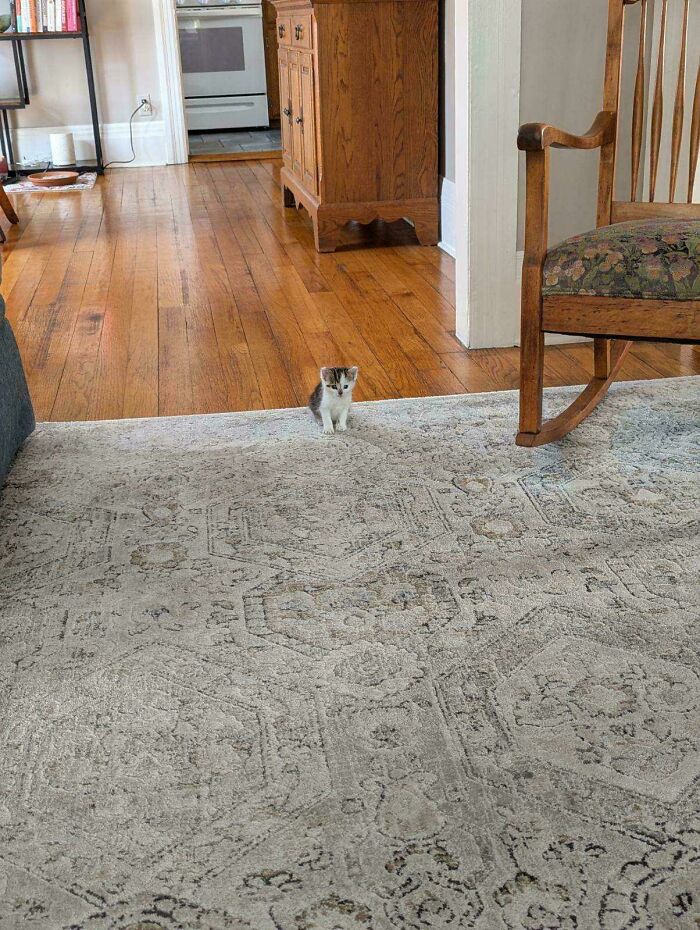 Tiny cat sitting on a large carpet in a spacious room with wooden floor and furniture around.
