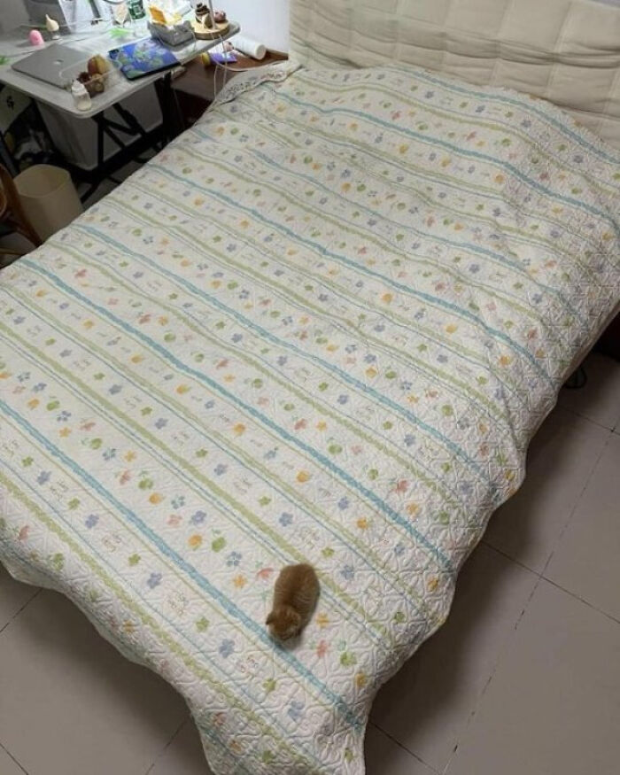 Tiny cat curled up on a large bedspread with a floral pattern in a spacious bedroom setting.