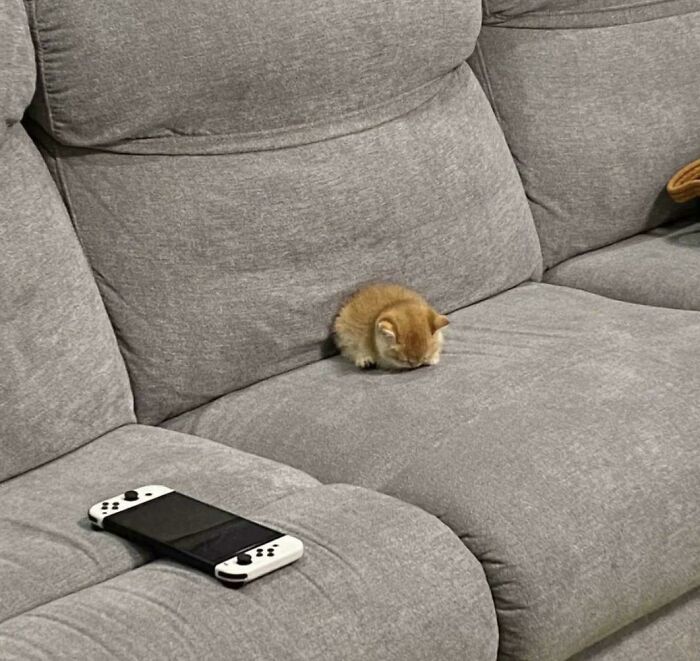 Tiny cat sitting on a large gray couch next to a handheld gaming console, highlighting size contrast in big spaces.