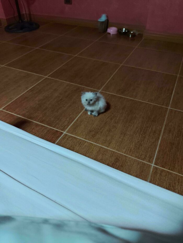 Tiny cat sitting alone on large brown tiled floor in spacious room with bowls and pink wall in background.