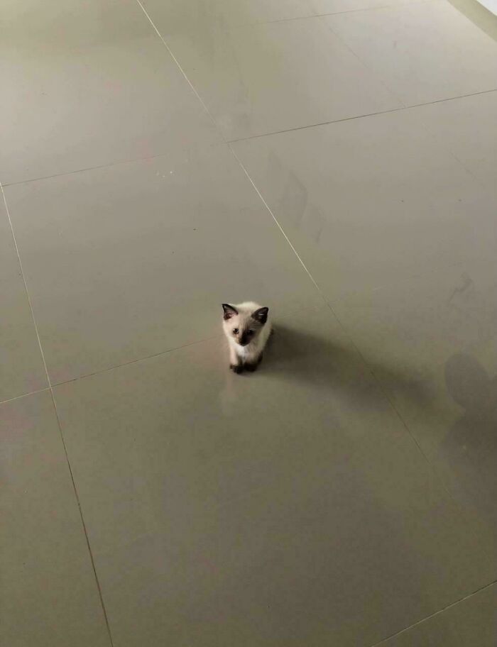 Tiny cat sitting alone on a large empty floor, highlighting the contrast between tiny cats and big spaces.