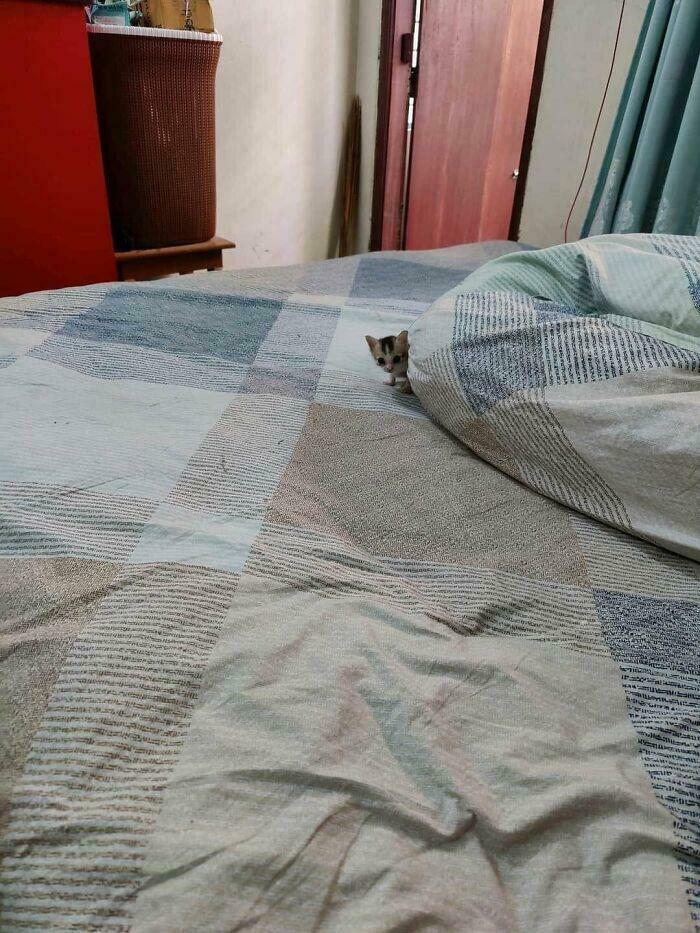 Tiny cat peeking out from under a large blanket on a bed in a spacious room with soft natural lighting.