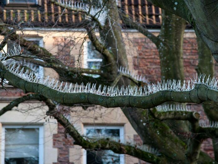 Tree branches lined with sharp spikes as a rage-inducing measure to prevent birds from landing on them.