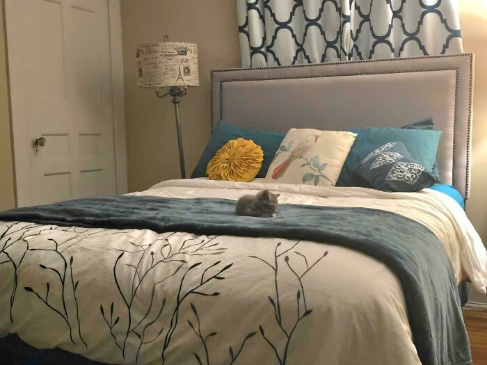 Tiny cat resting on a large bed in a spacious bedroom with decorative pillows and a floor lamp nearby.