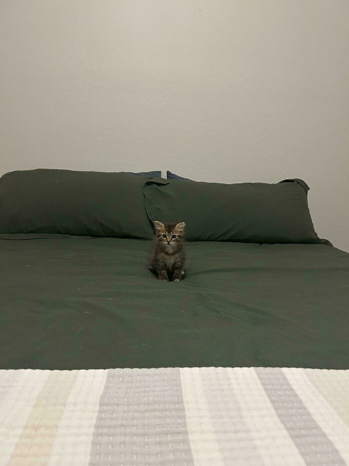 Tiny cat sitting alone in a large bed with dark green sheets and pillows in a spacious, minimal room.