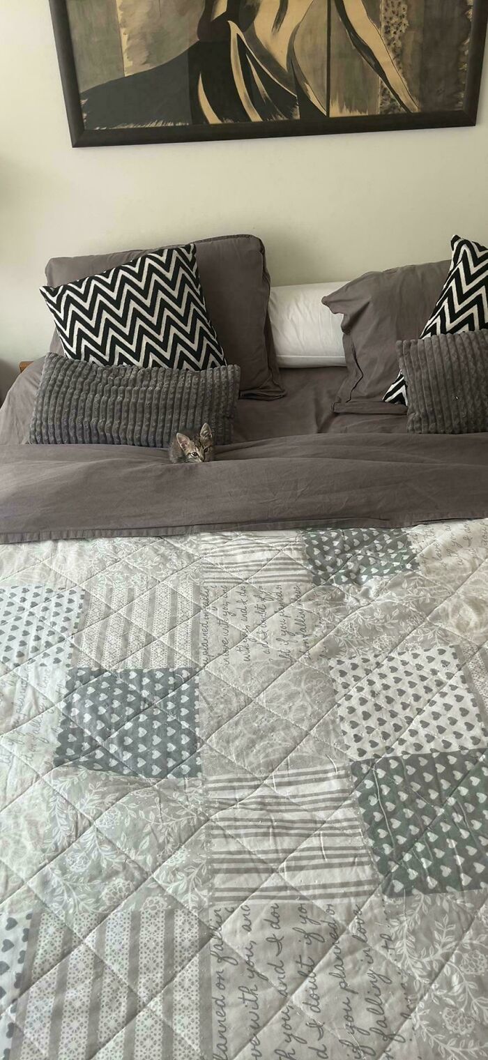 Tiny cat peeking out from under gray bedding on a large bed with patterned pillows and a patchwork quilt.