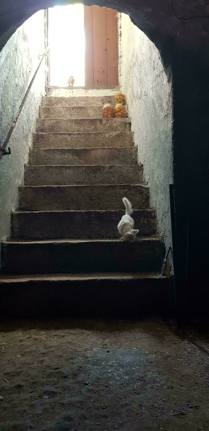 Small white cat cautiously descending stone stairs in a dim, large space with light coming from an open door above.