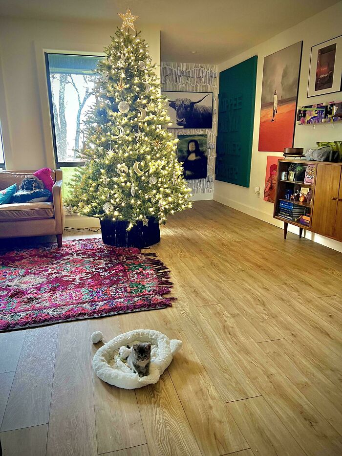 Tiny cat resting in a cozy bed in a spacious living room with a decorated, lit Christmas tree nearby.
