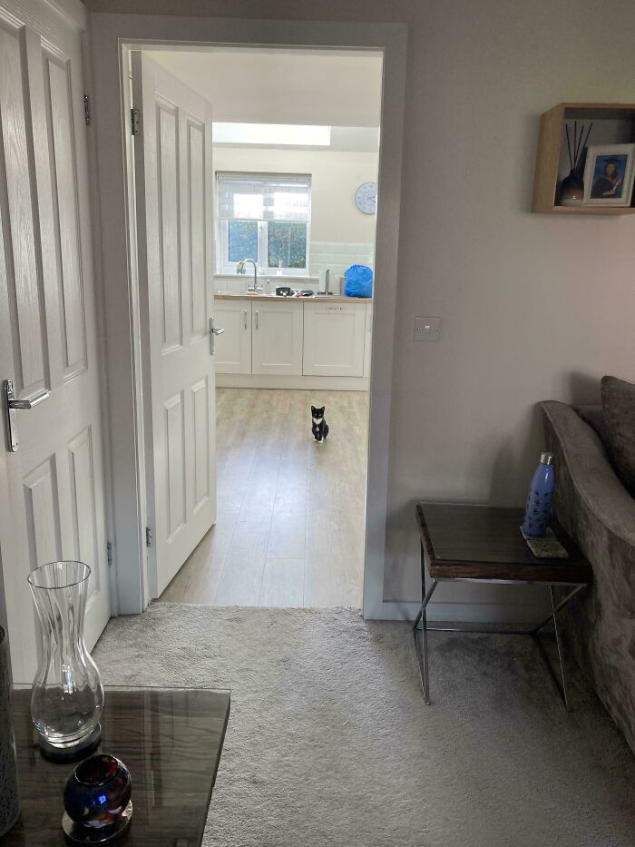 Tiny cat standing in the middle of a large bright kitchen, highlighting the contrast of tiny cats in big spaces.