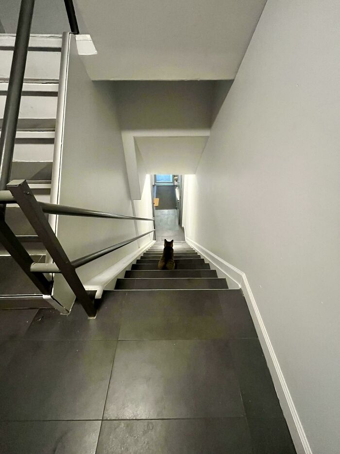 Tiny cat sitting alone on wide stairs in a big space with gray walls and black railings, showing a sense of scale and solitude.