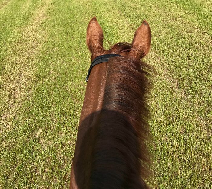 View from horseback head with ears up, symbolizing a leap of faith and making best life decisions outdoors.