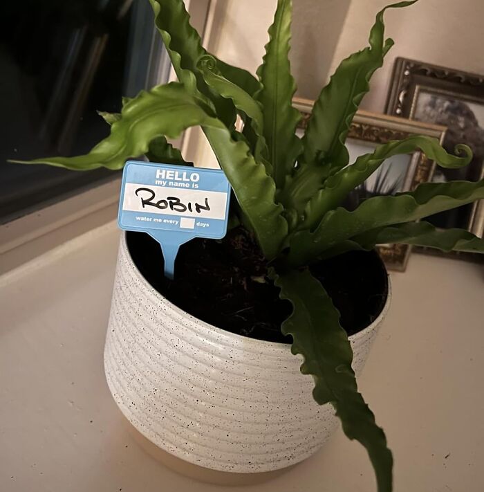Green potted plant with a name tag in a white textured pot, an example of creative white elephant gifts.