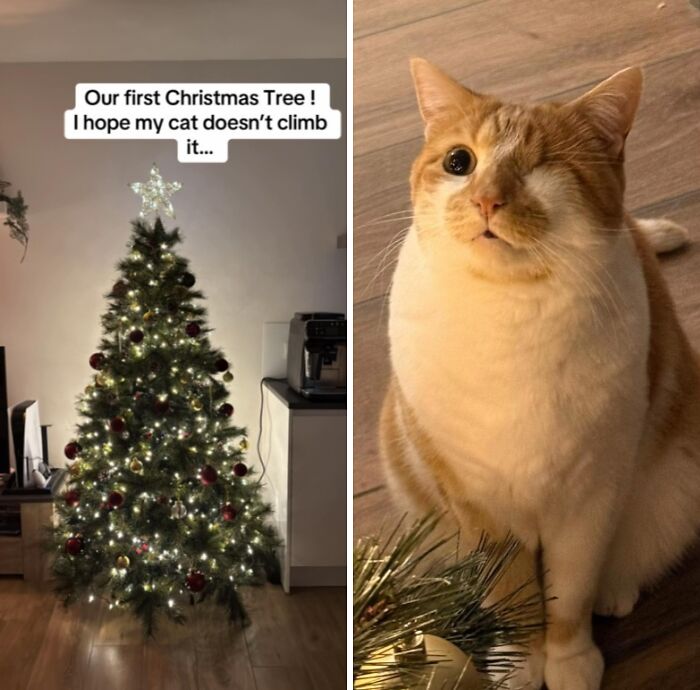Cat with one eye sitting near a decorated Christmas tree, experiencing Christmas for the first time with curious reaction.