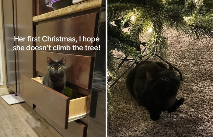 Black cats experiencing Christmas for the first time, exploring a drawer and looking curiously at a decorated tree.