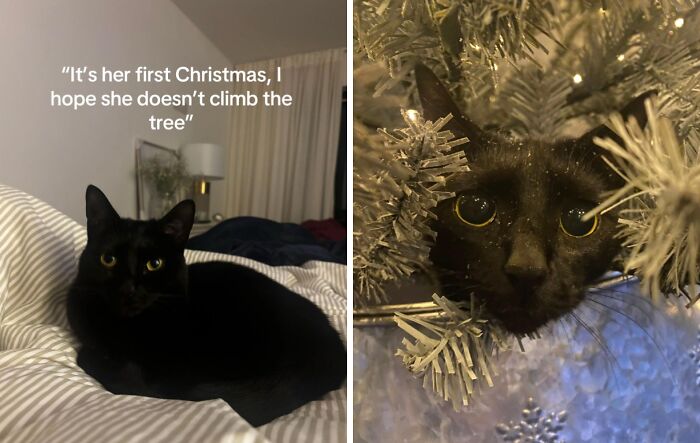 Black cat experiencing Christmas for the first time, showing curious and adorable reactions to holiday decorations.
