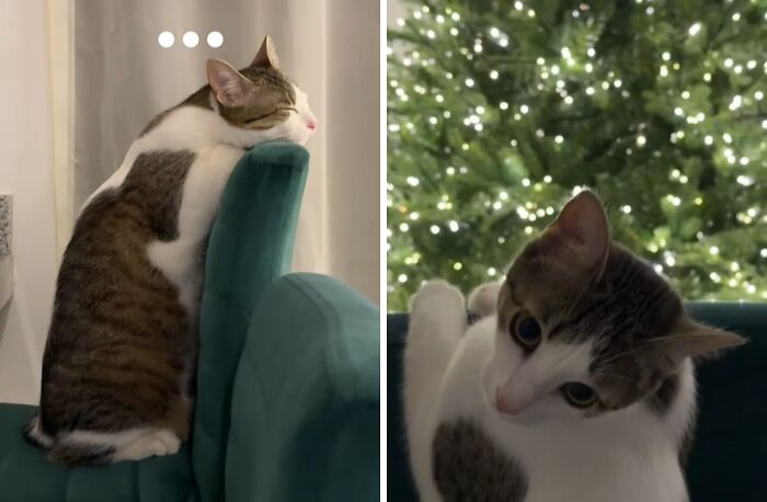 Cat experiencing Christmas for the first time, sitting and curiously looking at a decorated Christmas tree with lights.