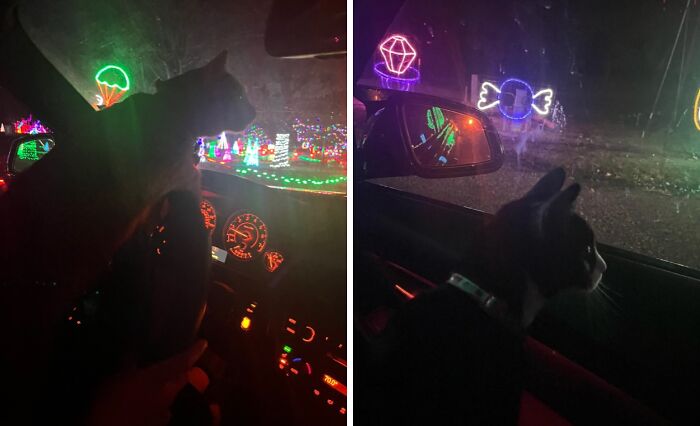 Cat experiencing Christmas lights for the first time inside a car, showing adorable reactions to festive decorations.