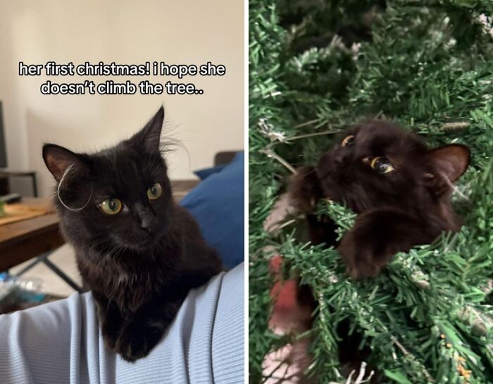 Black cat experiencing Christmas for the first time, showing curious and playful reactions with a Christmas tree.