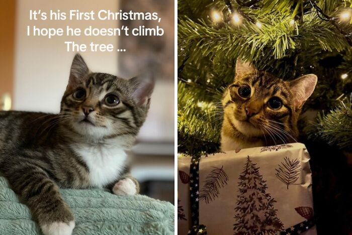 Adorable cats experiencing Christmas for the first time with curious and playful reactions near a Christmas tree and gift.