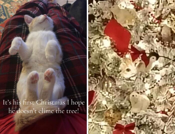 Cat experiencing Christmas for the first time, lying relaxed and peeking from a decorated Christmas tree with adorable reactions.
