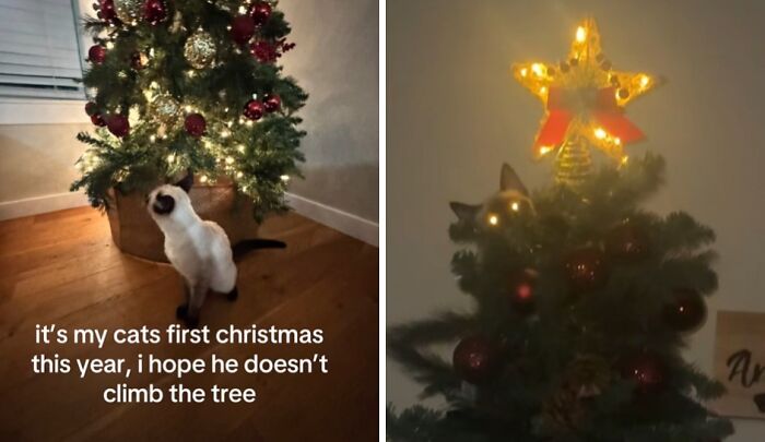 Cat experiencing Christmas tree for the first time, showing curious and adorable reactions to festive decorations and lights.