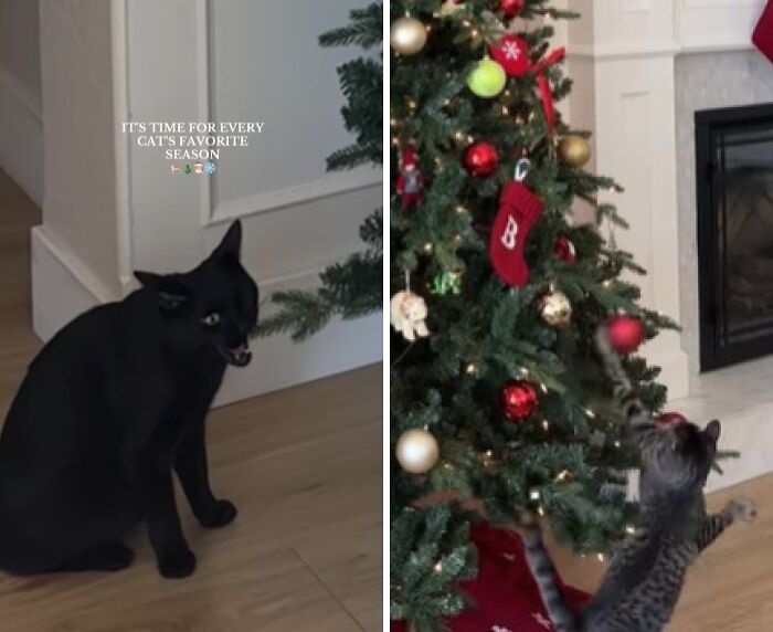 Black cat and tabby cat reacting to Christmas tree decorations for the first time, showing adorable holiday curiosity.
