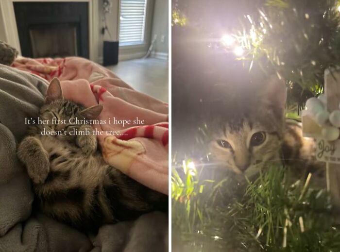 Two cats experiencing Christmas for the first time, one resting under a blanket, the other exploring a decorated tree.