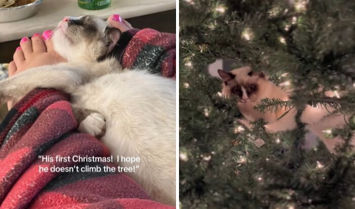 Two cats experiencing Christmas for the first time, one cuddling a person and the other nestled in a decorated Christmas tree.