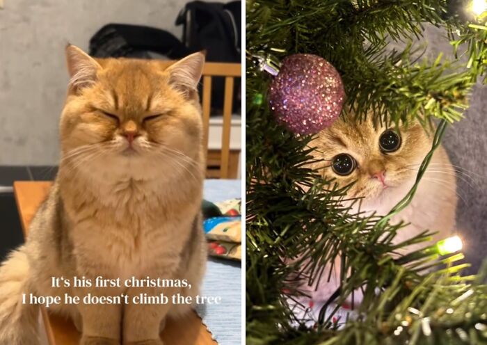 Two adorable cats experiencing Christmas for the first time, one sitting peacefully and the other peeking through a decorated tree.