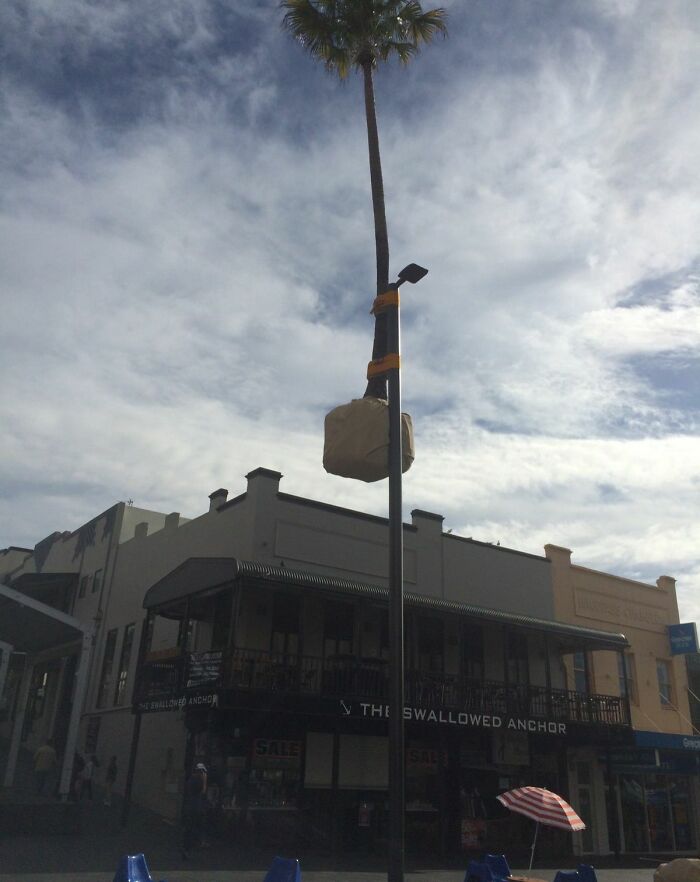 Palm tree awkwardly strapped to a streetlamp post, showing a job done poorly and almost impressive in street maintenance.